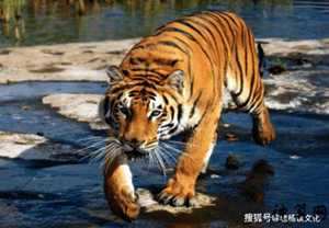2017下半年属虎运势(2017下半年属虎运势如何)