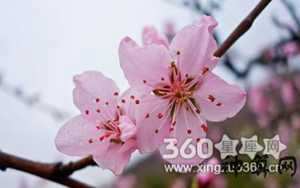 哪些风水影响烂桃花(哪些风水影响烂桃花运势)