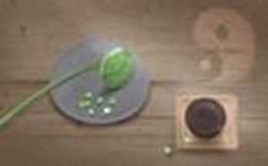 一进门摆什么盆栽最好(最旺入门玄关植物)