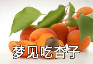 做梦梦到摘杏吃(做梦梦到摘杏吃杏是什么意思)