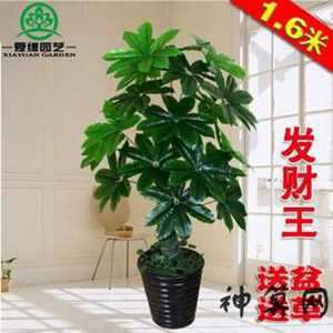 假的绿植会影响风水(假的绿植会影响风水运势吗)