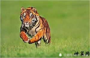 74属虎2017年每周运势(74年虎2017年运势)