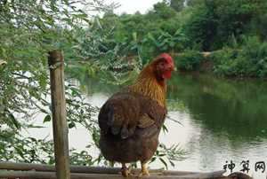 养几只鸡风水好(家里养几只鸡风水好)