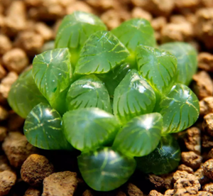 10种客厅招财植物推荐(客厅招财植物有哪些)