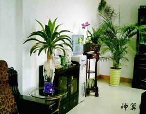 办公室摆放花草风水(办公室摆放花草风水好吗)