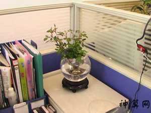 办公室适合放风水植物(办公室适合放什么植物风水好)