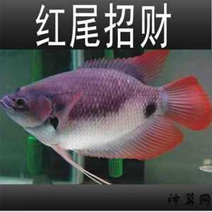 风水鱼旺财(风水鱼旺财养法)