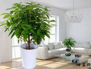 家居室内的旺财风水植物(家居室内的旺财风水植物有哪些)