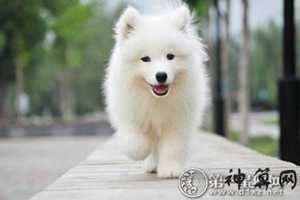 风水家养什么狗好(风水家养什么狗好养)