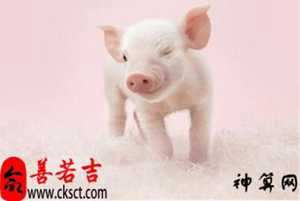 猪白羊2017年运势(生肖猪白羊座2020年运势)
