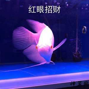 养招财鱼风水知识(养招财鱼的风水)
