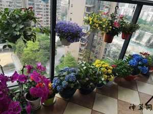 楼房养花风水(楼房养太多花对人不好吗)