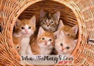 做梦梦见好几只小猫(做梦梦见好几只小猫崽)