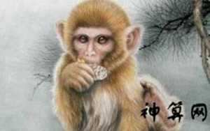 2017年猴年6月运势如何(2017年猴年6月运势如何呢)