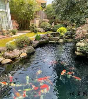 庭院风水锦鲤(庭院风水锦鲤图片)
