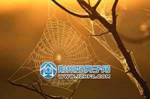有蜘蛛网的风水(有蜘蛛网的风水寓意)
