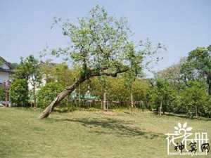阳宅栽树风水(阳宅栽树风水古代密法)