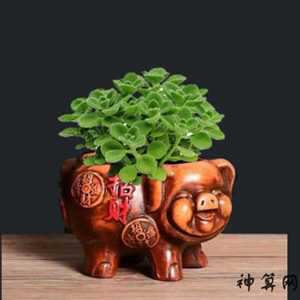 属猪养兔子风水(属猪养兔子风水好吗)
