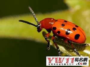 做梦梦见好多昆虫什么预兆(做梦梦见好多昆虫)