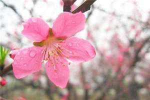 做梦梦到有桃花是什么意思(做梦梦到有桃花)
