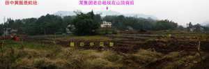 莲花坟地好吗(祖坟风水莲花地)