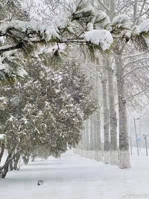 大雪纷飞打一肖(大雪纷飞是指什么生肖)