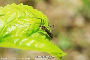 做梦梦见蛾子吃蚊子怎么回事(做梦梦见蛾子吃蚊子)