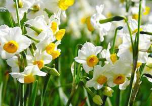 做梦梦到水仙花地上有虫子(做梦梦到水仙花地)