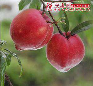 做梦梦见摘一个大桃子是什么意思呀(做梦梦见摘一个大桃子是什么意思)