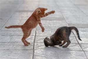 做梦梦见自己跟猫打架了(做梦梦见自己跟猫打架)