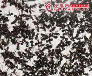 做梦梦到死蚂蚁什么预兆(做梦梦到死蚂蚁)