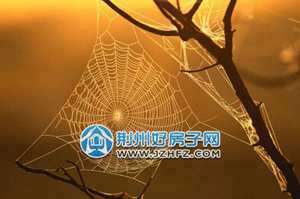 有蜘蛛网的风水好不好(有蜘蛛网的风水)