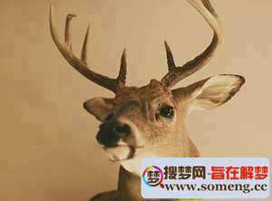 做梦梦见救了一只小鹿(做梦梦见救了一只小鹿)