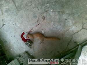 做梦梦见被黄鼠狼咬手指(做梦梦见被黄鼠狼咬手)