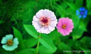 做梦梦到摘了一朵鲜花啥意思(做梦梦到摘了一朵鲜花)