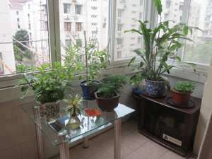 阳台适合栽什么蔬菜(阳台裁什么植物风水好)