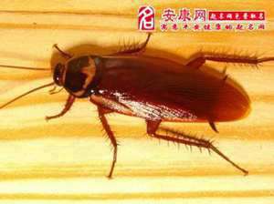 梦到蟑螂爬床(做梦梦见蟑螂爬了一床)