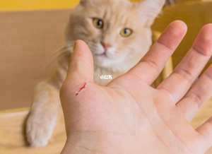 做梦梦见被猫抓着不放(做梦梦见被猫抓着)