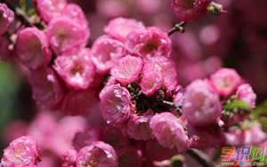 做梦梦到走桃花运买彩票买什么号(做梦梦到走桃花运)