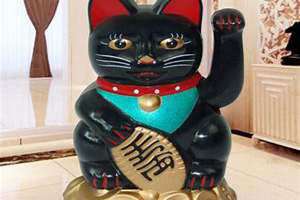 黄眼黑猫招财吗(黑猫招财吗)