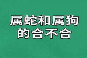 蛇和狗属相合不合