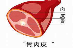 骨肉皮是什么意思 骨肉皮王菲