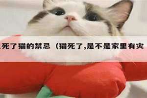 看到死猫有什么征兆 看到死猫有什么寓意