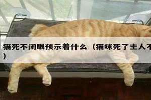 猫咪死了主人不能哭为什么 猫咪死了主人不能哭吗