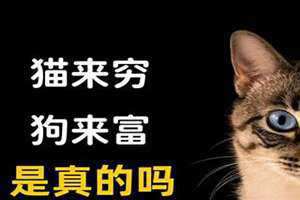 老话说猫来富还是狗来富 民间猫来富还是狗来富