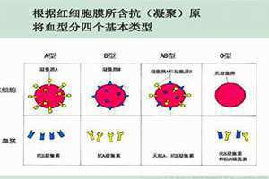 凝集原和凝集素之间的关系是什么? 凝集原和凝集素名词解释