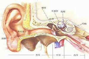 耳道图片结构图 耳道图片的剖面图