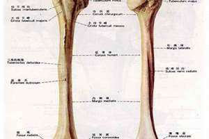 骨宽髋骨怎么读 骨宽髋关节