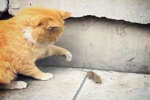猫咪的叫声吓老鼠试听 猫咪的叫声吓老鼠有用吗