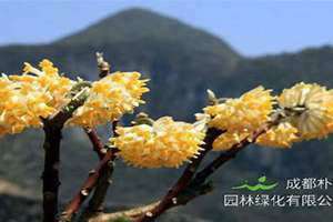 梦花树的功效与作用(梦花树)